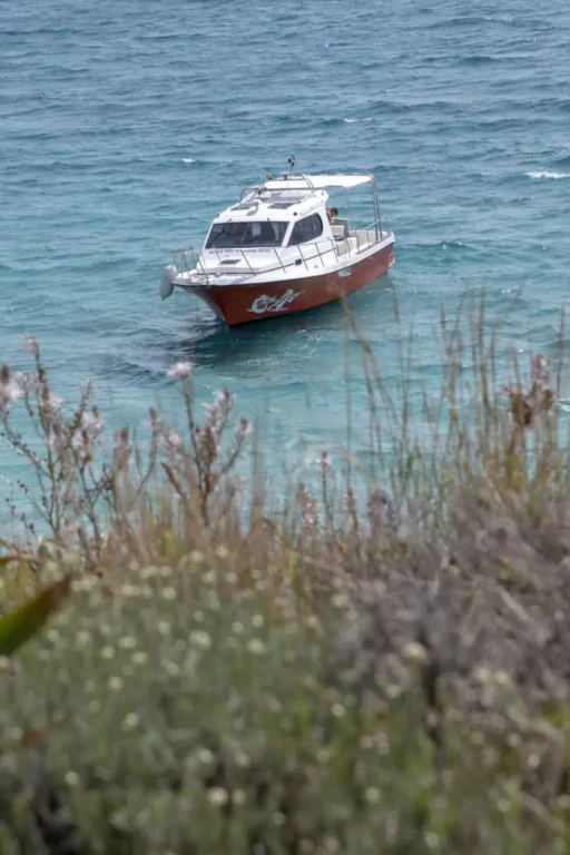 Flowers and Zeppos II